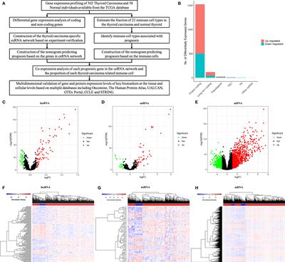 Using Tumor-Infiltrating Immune Cells and a ceRNA Network Model to Construct a Prognostic Analysis Model of Thyroid Carcinoma